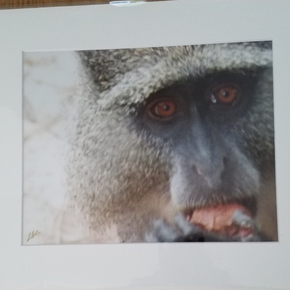 Safari photo: monkey close up matted and signed